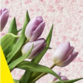 SILK PLASTER поздравляет с 8 марта! SILK PLASTER поздравляет с 8 марта!