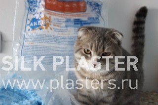 Promo_SILK_ PLASTER_2015_ 2.JPG