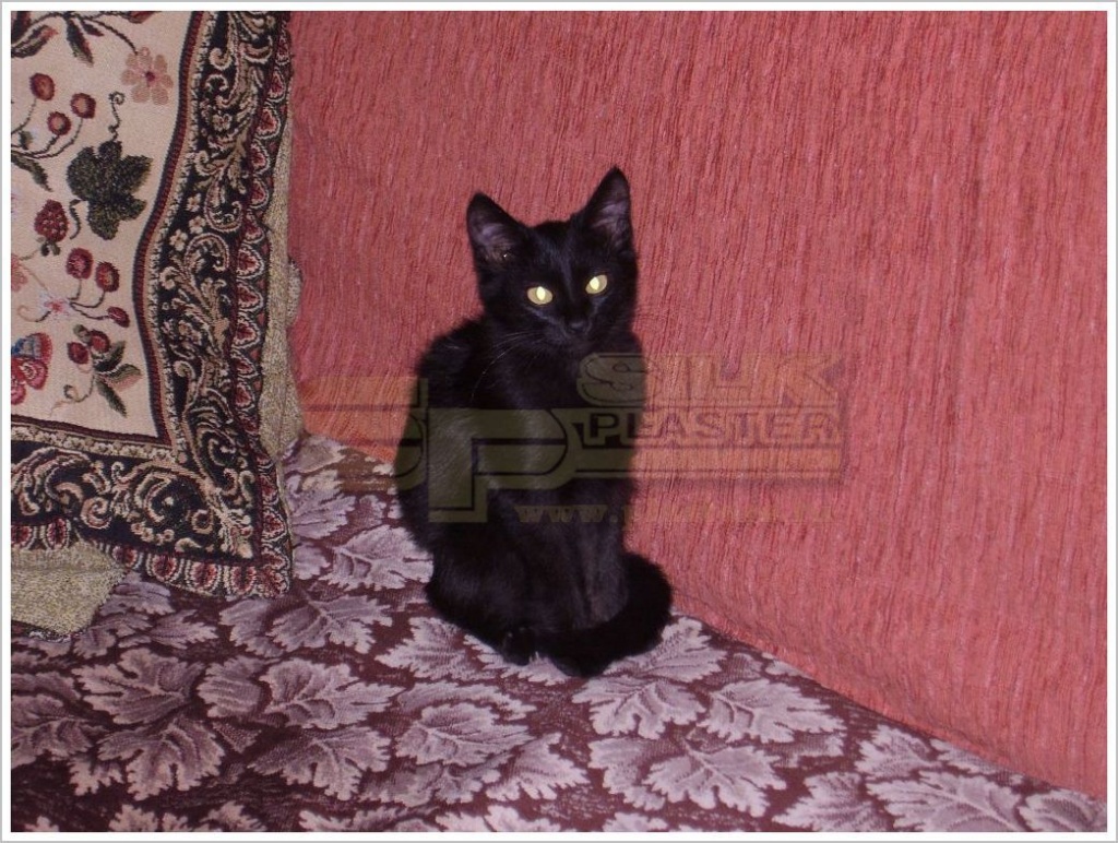 Жидкие обои SILK PLASTER Акция Киселев Александр Жидкие обои SILK PLASTER Акция Киселев Александр