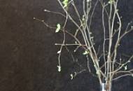 Шелковые обои SILK PLASTER – идеальный выбор для отделки Студии Станислава Орехова