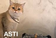 Даже не верится! Декоративное покрытие ASTI в интерьере спальни
