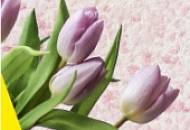 SILK PLASTER поздравляет с 8 марта!